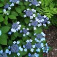 Blue Billow Hydrangea Shrubs Cheap