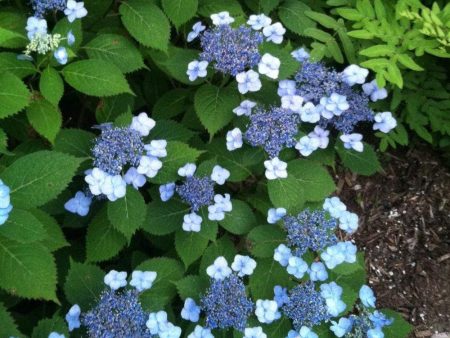 Blue Billow Hydrangea Shrubs Cheap