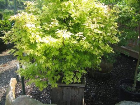 Orange Dream Japanese Maple Trees Online