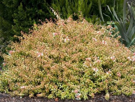 Kaleidoscope Abelia Shrub For Discount