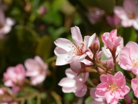 Majestic Beauty Indian Hawthorn Hot on Sale