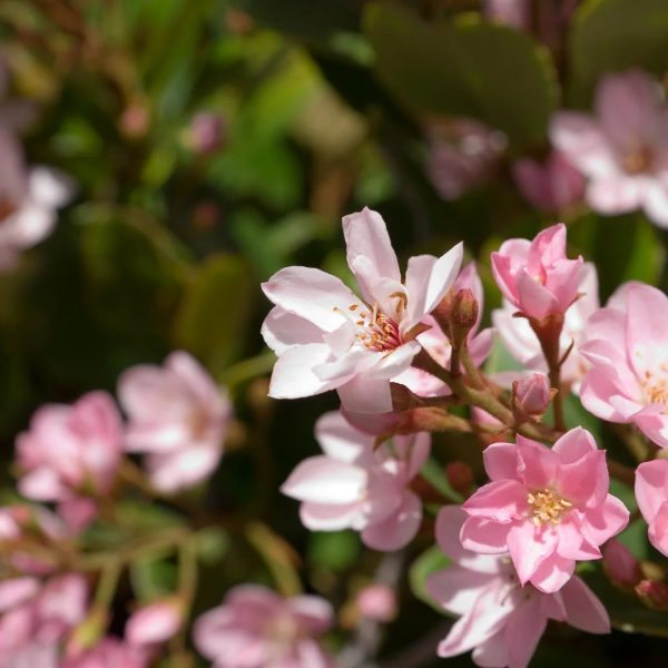 Majestic Beauty Indian Hawthorn Hot on Sale