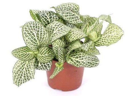 White Fittonia Plants Discount