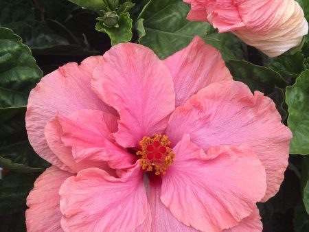 Tropical Hibiscus Tree Online Sale