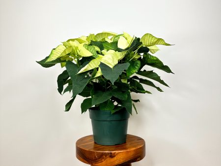 White Poinsettia Hot on Sale