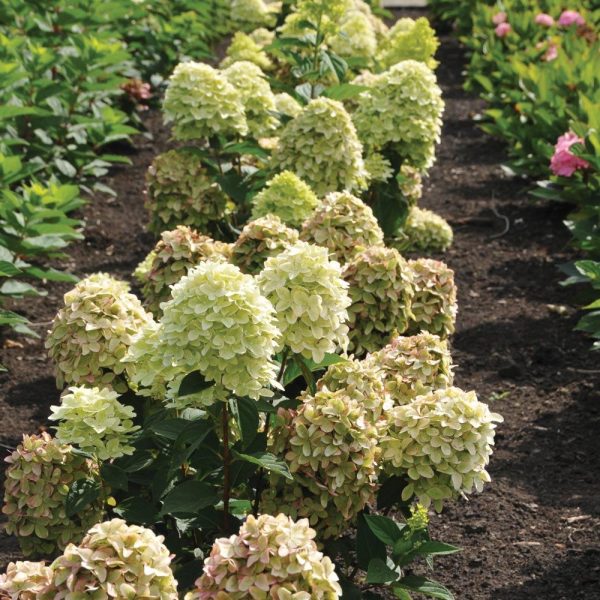 Magical® Candle Hydrangea Shrub For Cheap