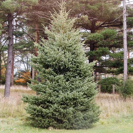 Black Hills Spruce Tree For Sale