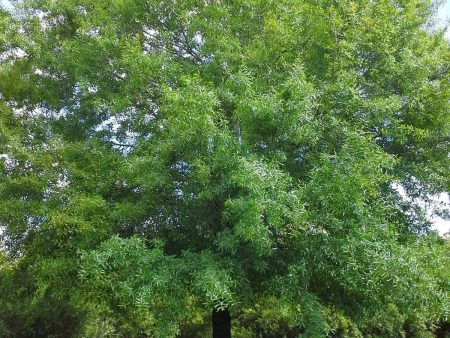 Willow Oak Trees Supply