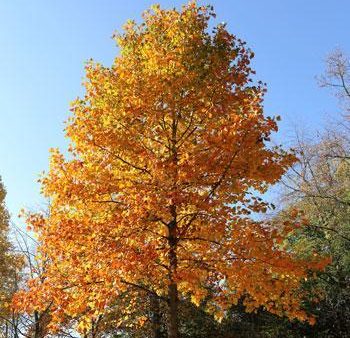 Tulip Poplar Online now