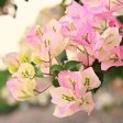 Thai Delight Bougainvillea Supply