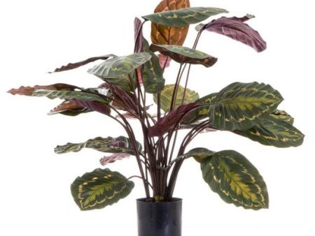 Calathea roseopicta Plants Online