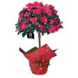 Blooming Azalea Gift - Topiary Online now