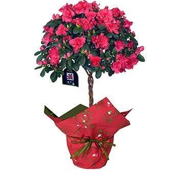 Blooming Azalea Gift - Topiary Online now