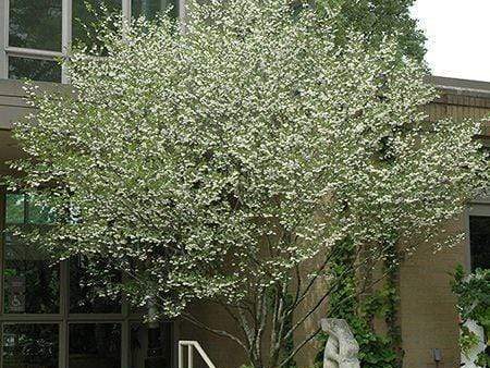 Japanese Snowbell | Styrax Japonica For Cheap