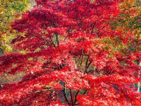 Coral Bark Japanese Maple Trees Hot on Sale