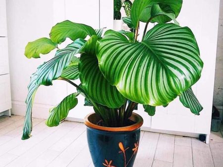 Calathea Orbifolia Plants Hot on Sale