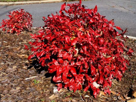 Flirt™ Nandina Shrub Online Hot Sale