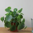 Chinese Money Plants Pilea peperomoides Online Sale