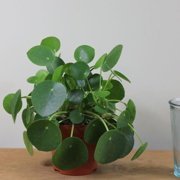 Chinese Money Plants Pilea peperomoides Online Sale