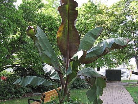 Banana Ensete  Maurelli  Plants Sale