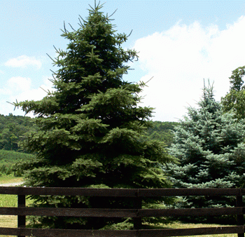 Deodar Cedar Tree on Sale