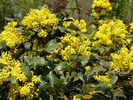 Oregon Grape Holly Shrub Online