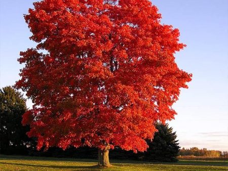 Red Sunset Maple Tree Online now