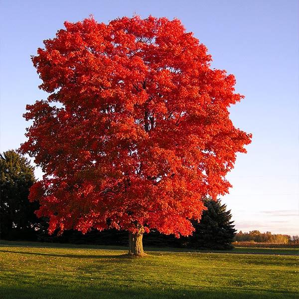 Red Sunset Maple Tree Online now