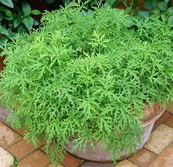 Citronella (Anti-Mosquito Plant) Online Sale