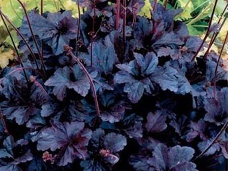 Heuchera Obsidian Online Hot Sale