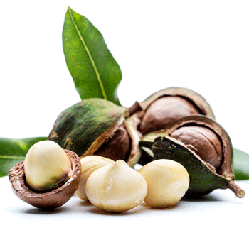 Macadamia Nut Tree Online Hot Sale