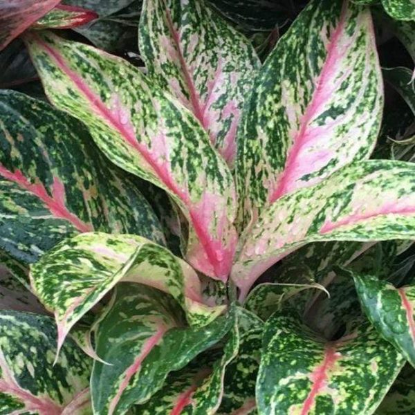 Aglaonema Sparkling Sarah Plants Online now