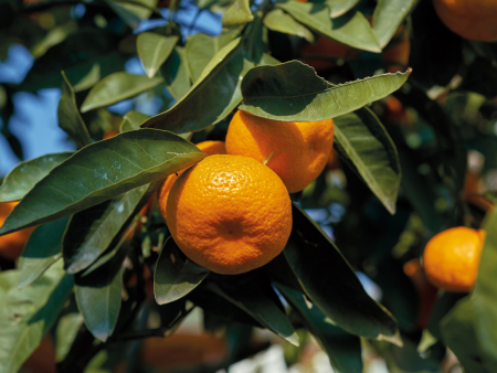 Clementine Mandarin Tree Online Sale