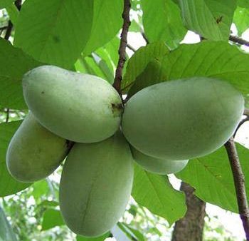 American Paw Paw Tree Online