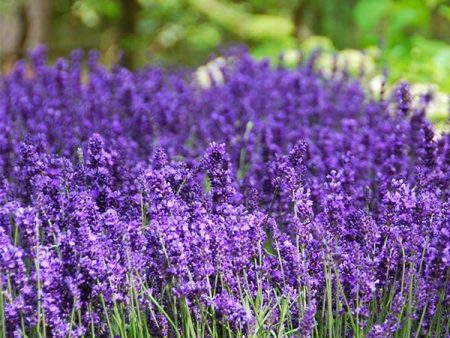 Hidcote Purple Lavender Plant Online now