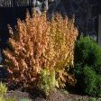 Cornus Midwinter Fire Dogwood Shrubs Online