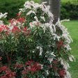 Pieris Forest Flame Shrubs Cheap