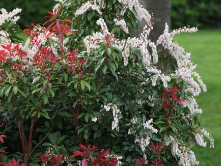 Pieris Forest Flame Shrubs Cheap