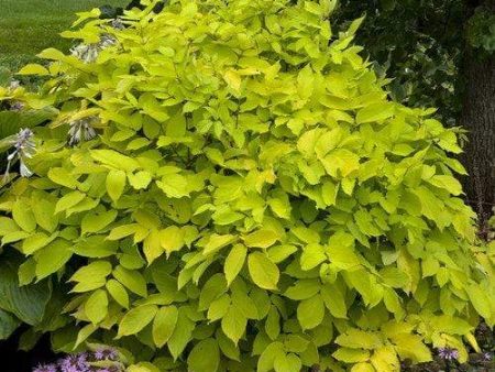 Aralia Sun King Discount