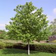 Red Sunset Maple Tree Online now