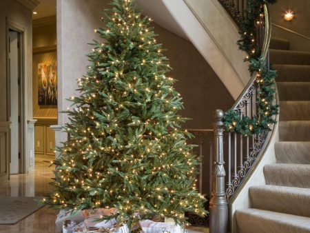 Fraser Fir Christmas Tree Online Hot Sale