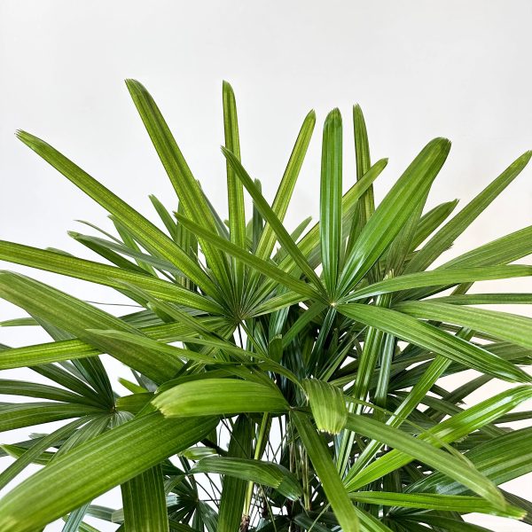 Lady Palm For Discount