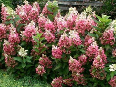 Lava lamp Flare Hydrangea Shrubs For Discount