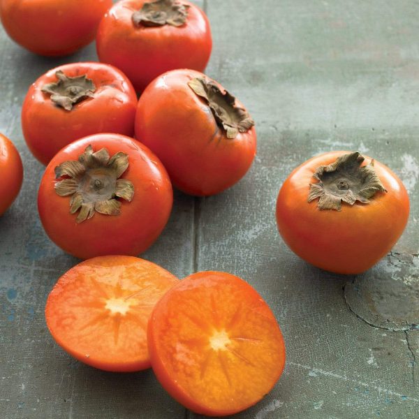 American Persimmon Trees For Cheap