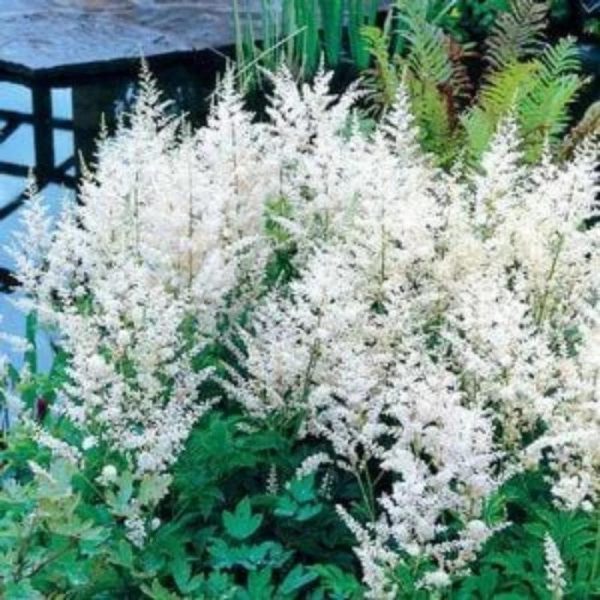 Astilbe Snowdrift Plants on Sale