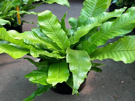 Crocodile Fern For Sale