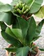 Super Dwarf Banana Plant Online Sale