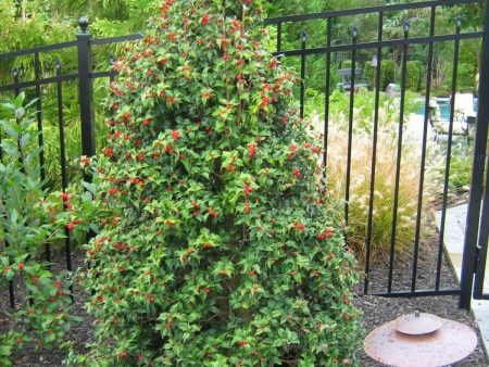 Dragon Lady Holly Trees Hot on Sale