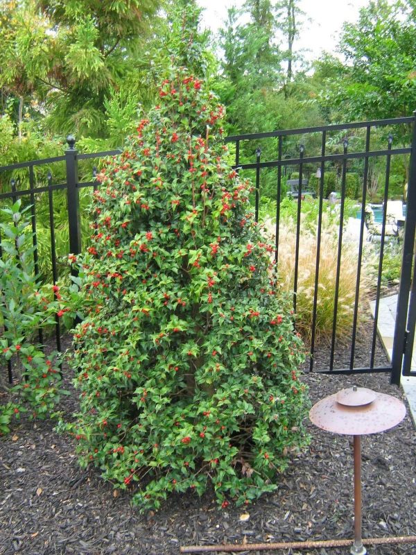 Dragon Lady Holly Trees Hot on Sale