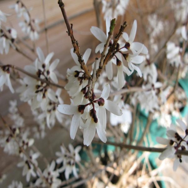 Abeliophyllum distichum White Forsythia Online Hot Sale